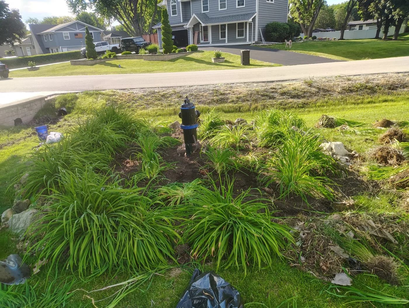 Front bed reworked around a sprinkler head after the daylilies were divided