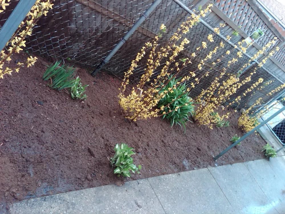 Shrubs shaped and cleared back in a mulched bed