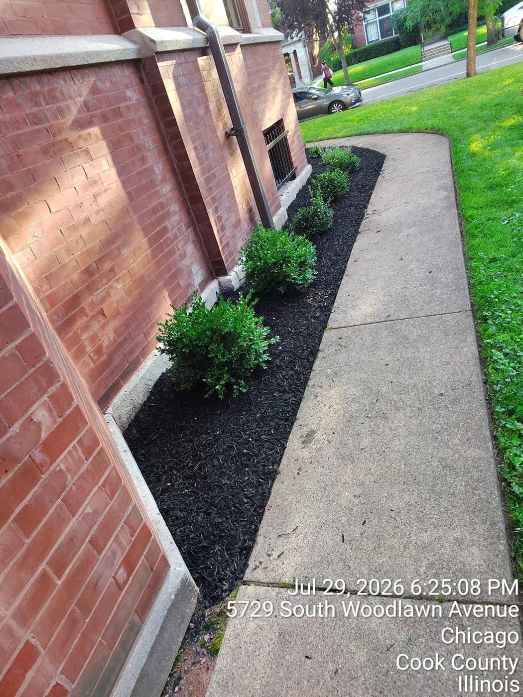 Narrow black mulch bed of boxwoods running along a city sidewalk