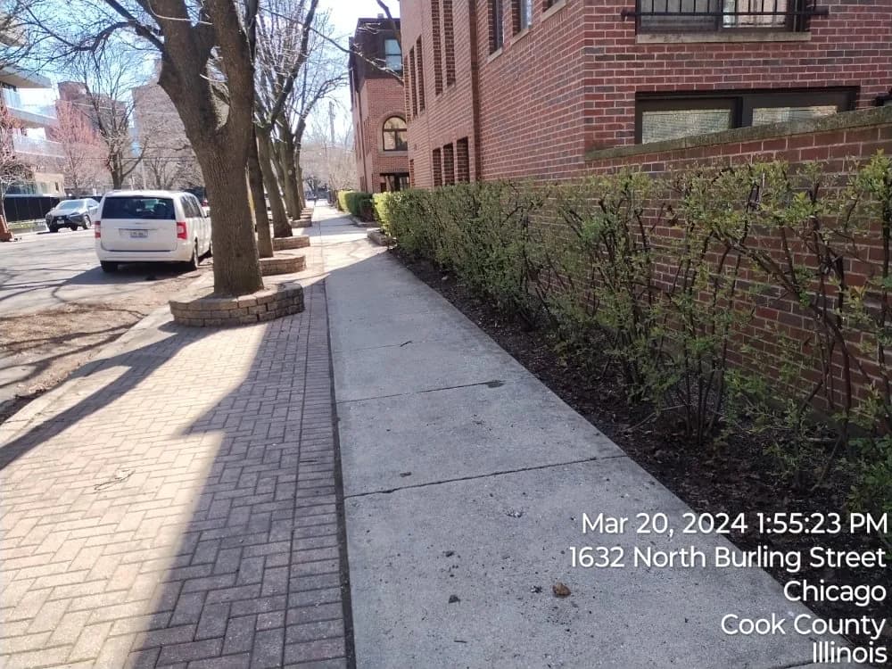Hedge cut back square along a sidewalk