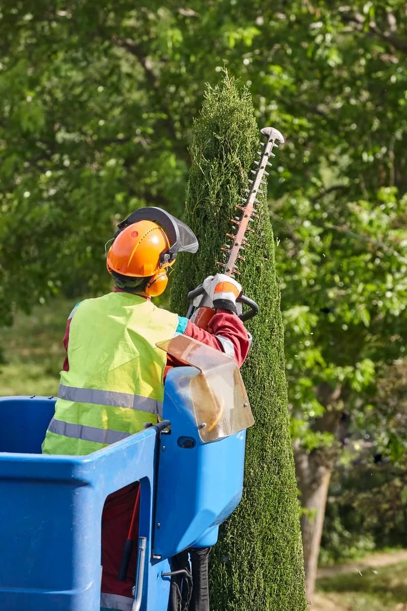 Pruning & Trimming